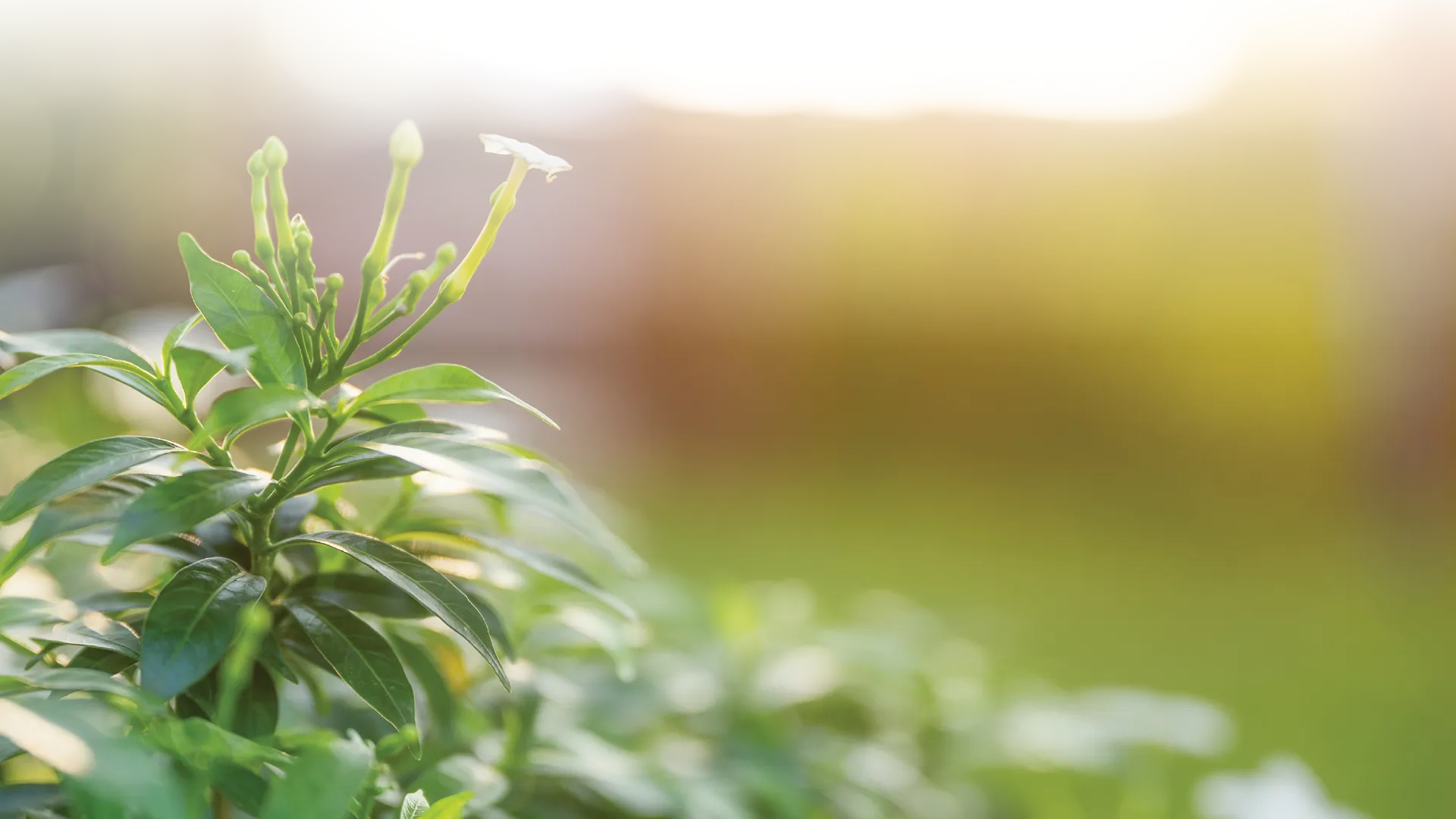 Community Garden Background